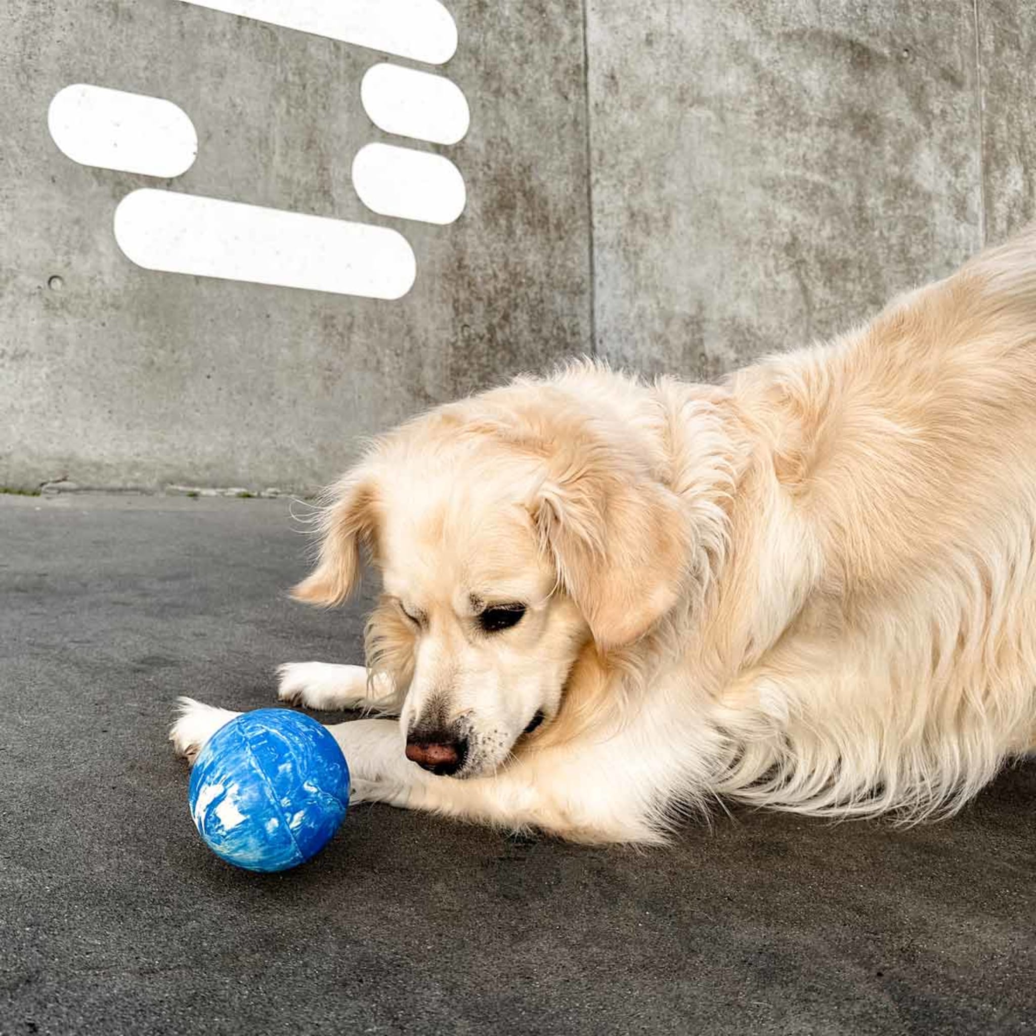 hevea-planet-ball-aktivierungs-und-apportierspielzeug-f-r-hunde image 5