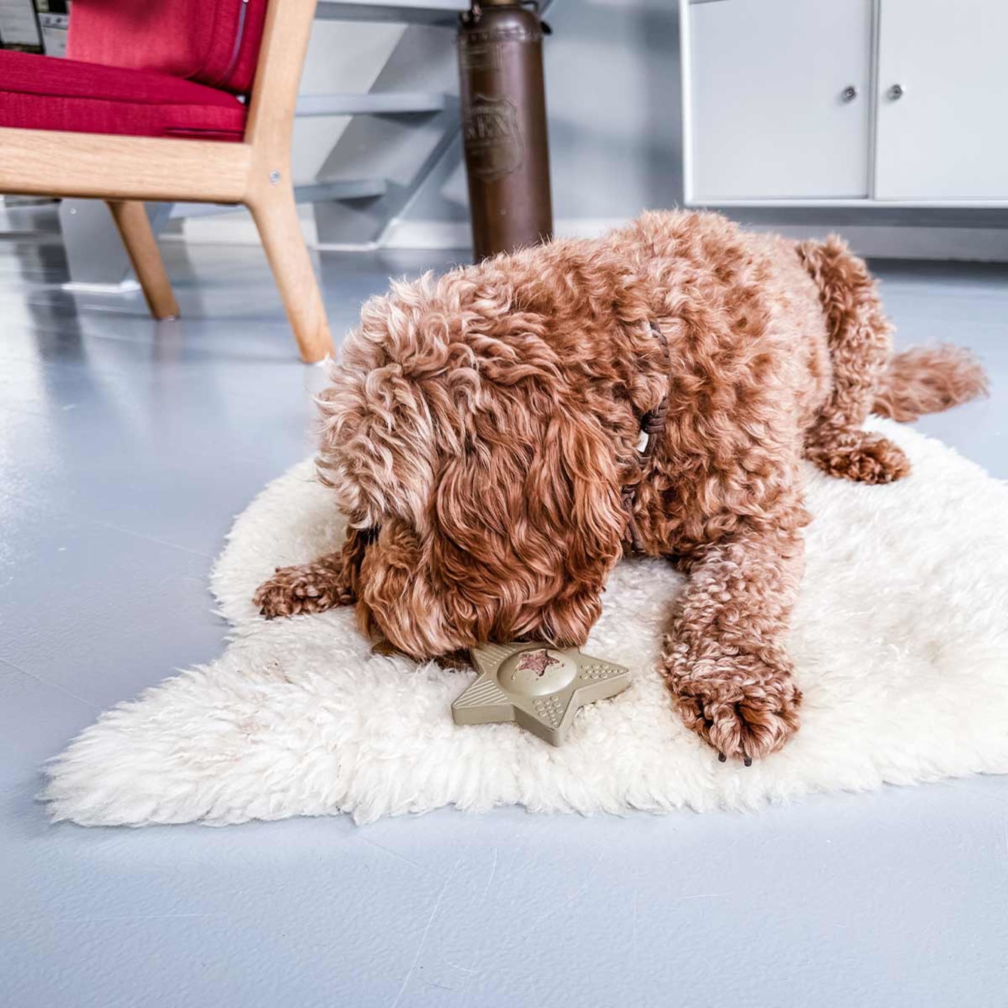 hevea-star-treat-aktivierungsspielzeug-f-r-hunde image 3