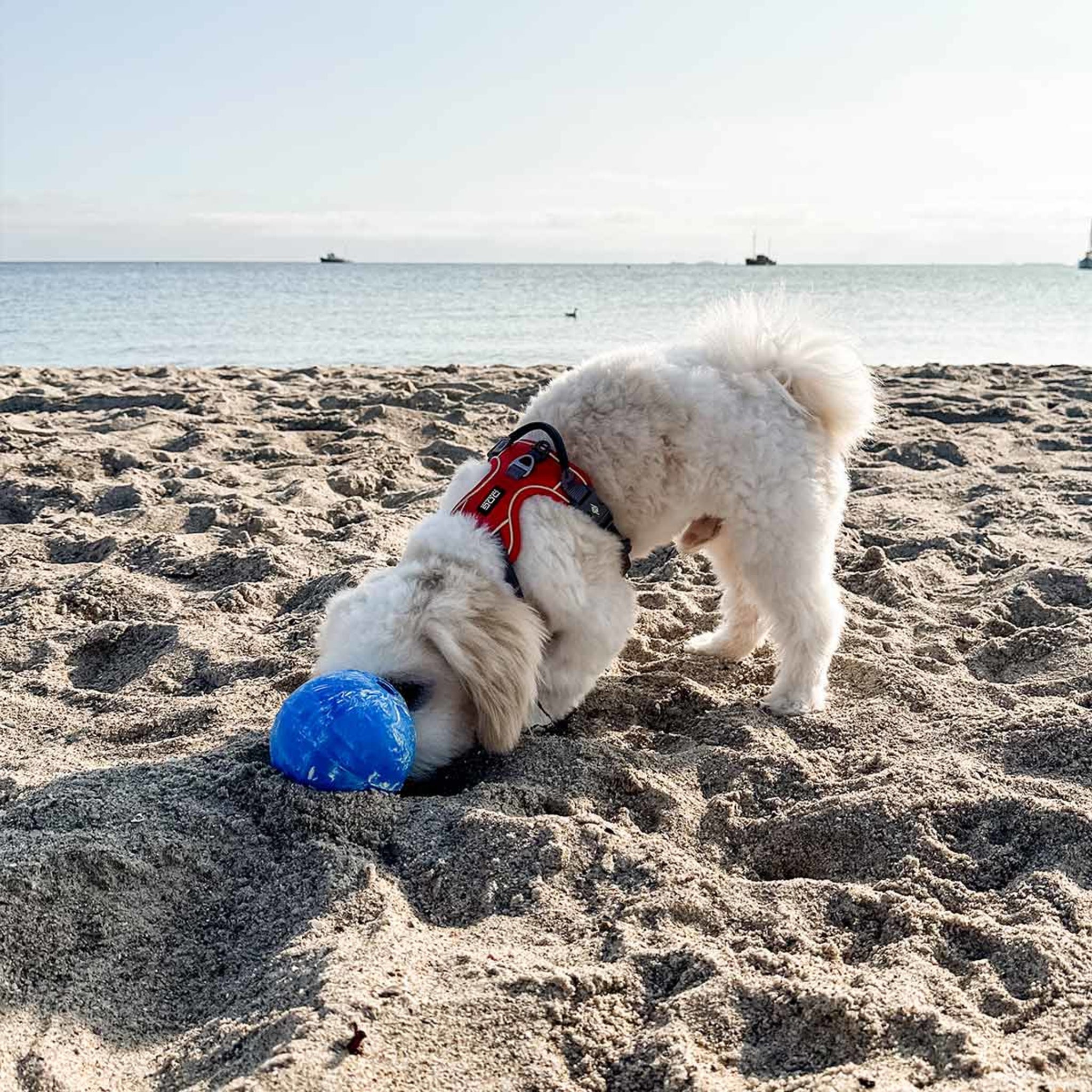 hevea-planet-ball-aktivierungs-und-apportierspielzeug-f-r-hunde image 6