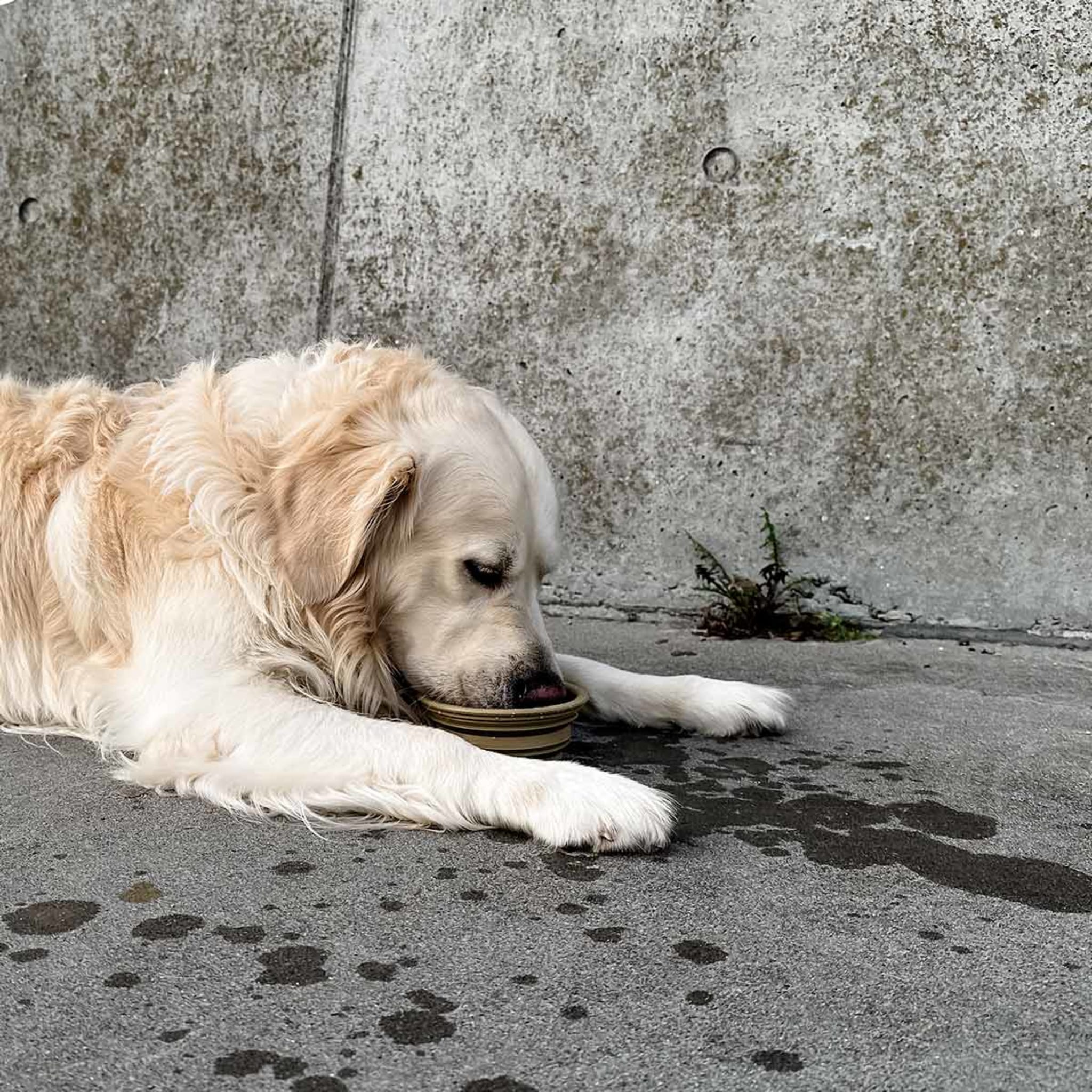 hevea-napf-to-go-faltbar-f-r-hunde-naturkautschuk image 8