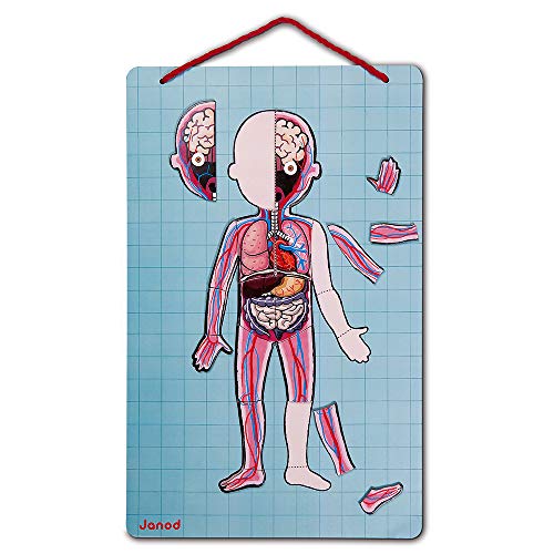 janod-j05491-magnetspiel-k-rper-anatomie-lernspiel-mit-76-magneten-ab-7-jahre image 6