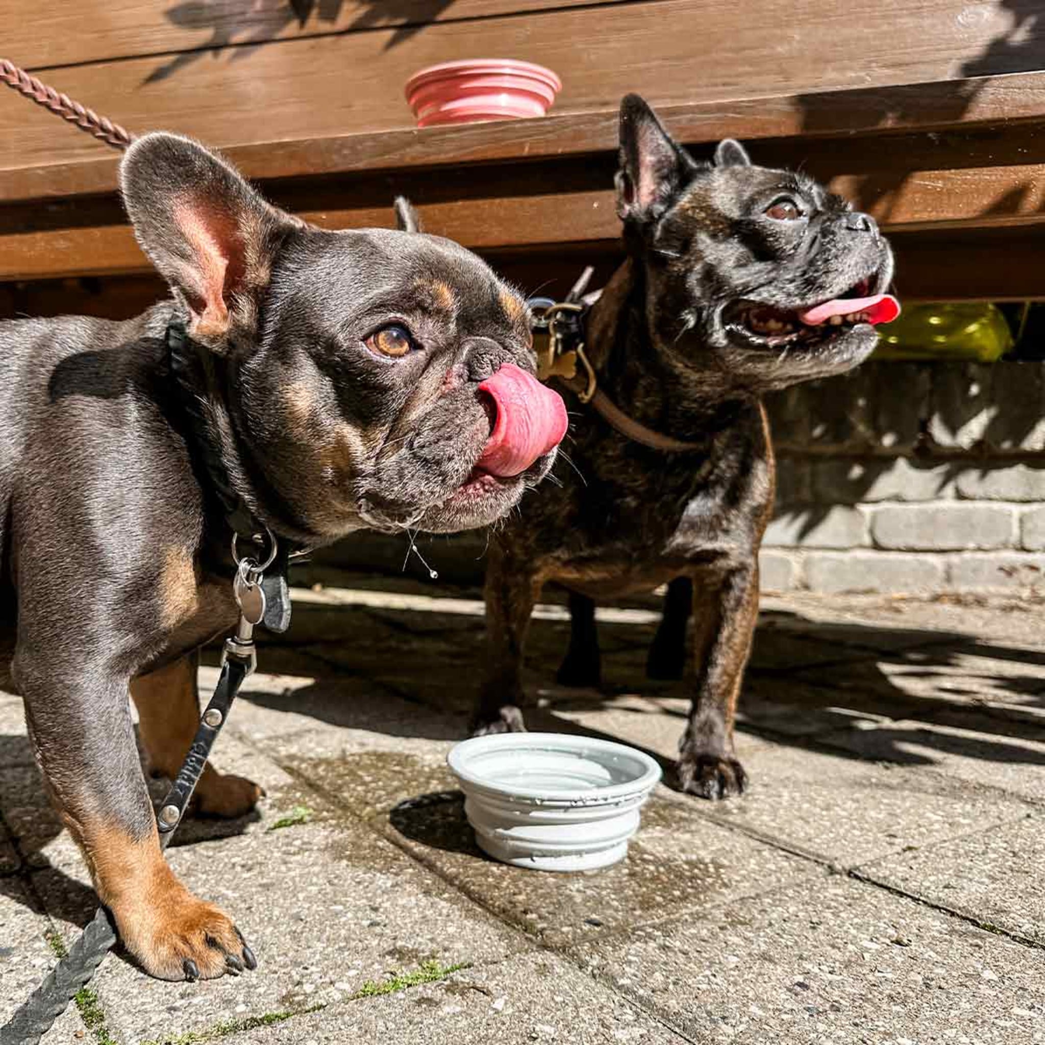 hevea-napf-to-go-faltbar-f-r-hunde-naturkautschuk image 4