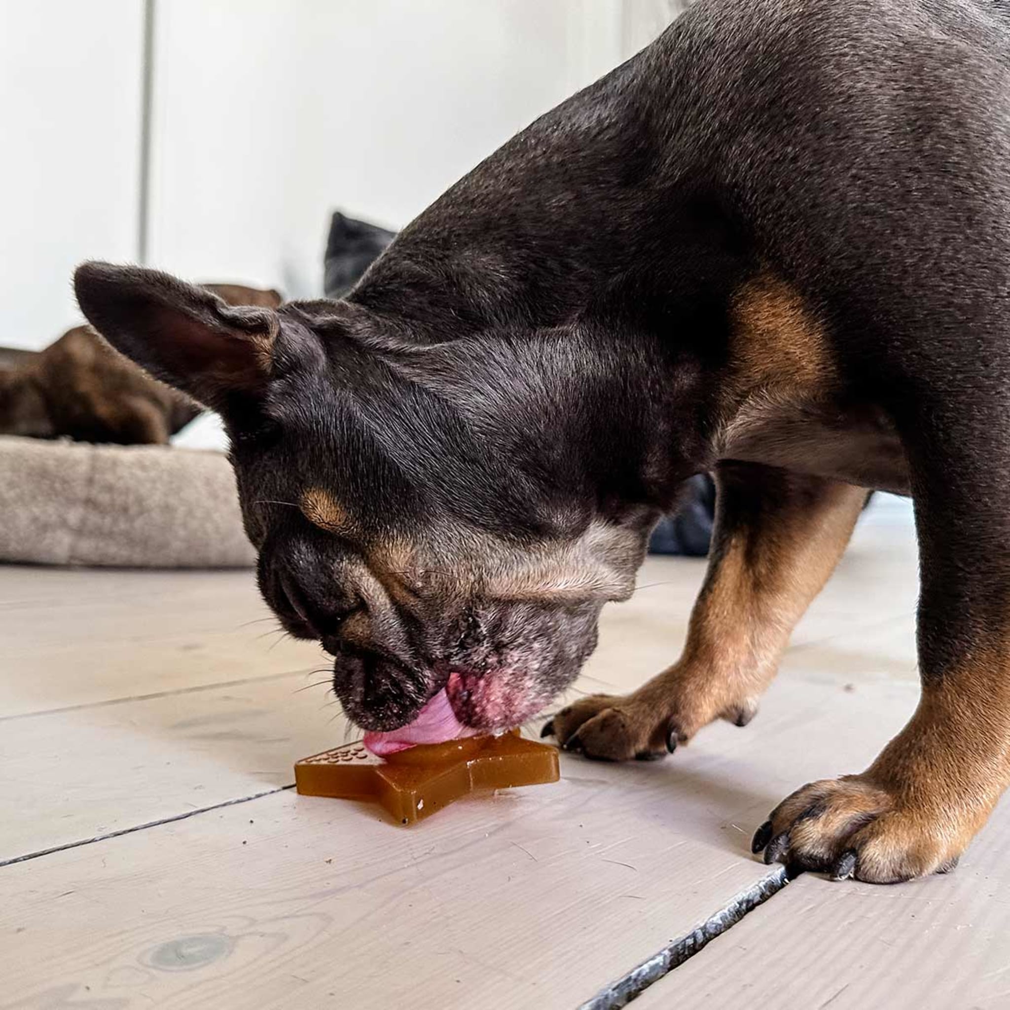 hevea-star-treat-aktivierungsspielzeug-f-r-hunde image 4